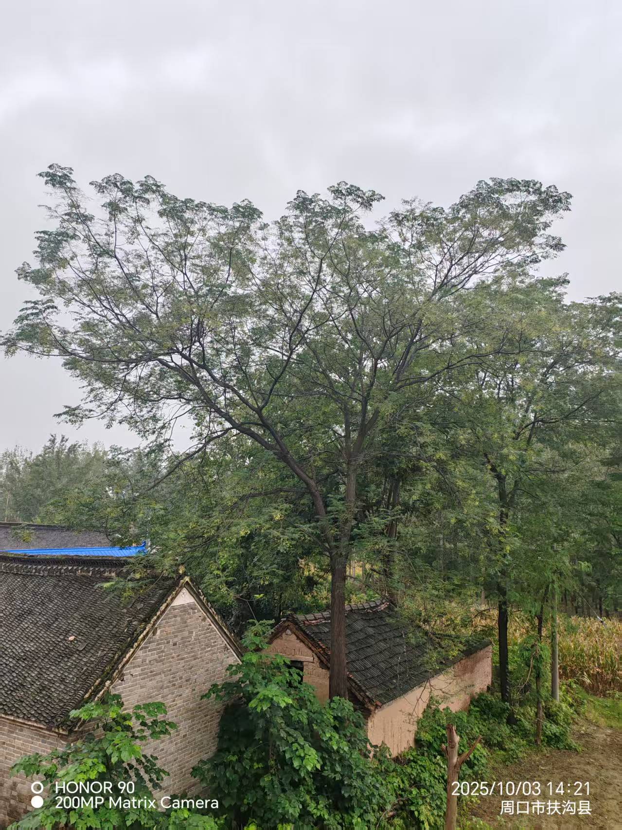 阴雨中的农家小院